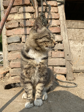 狸花猫