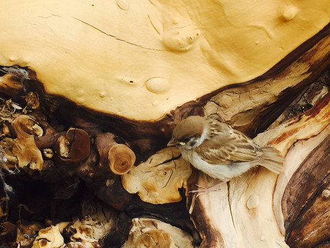 小鸟与木头