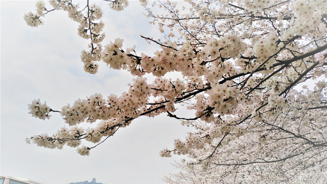 樱花