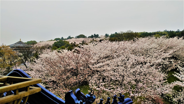 鼋头渚樱花