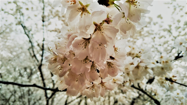 雨中樱花