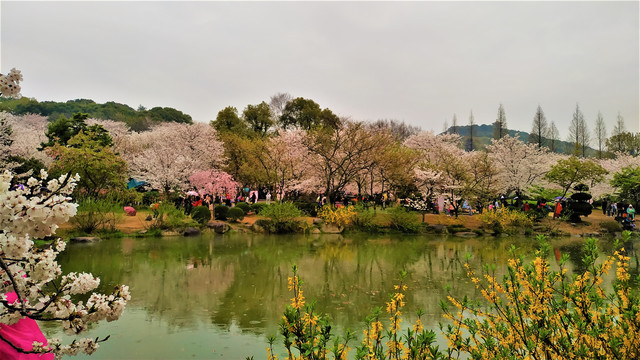 鼋头渚樱花