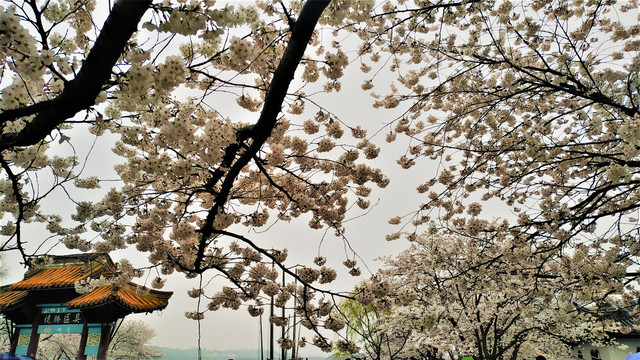 鼋头渚樱花