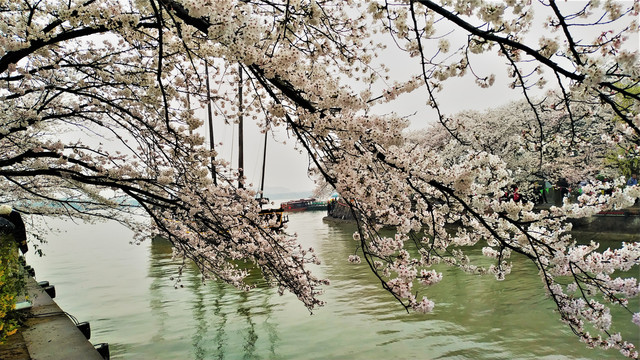 鼋头渚樱花