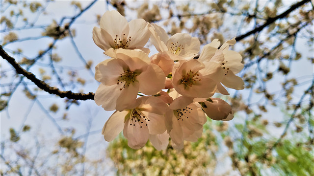 樱花