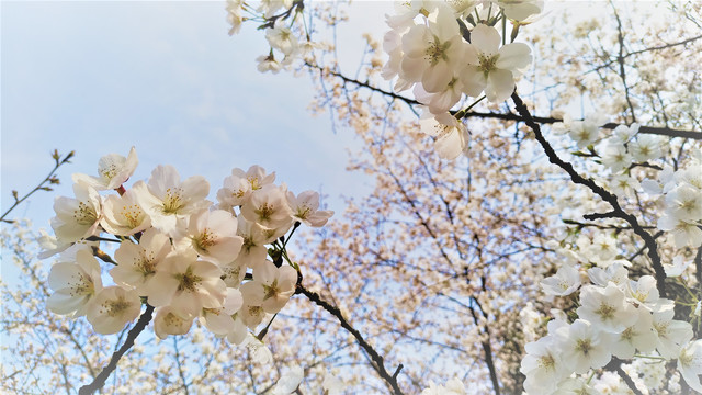 樱花