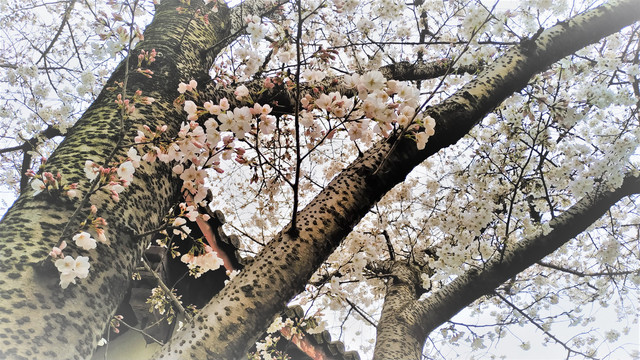 樱花