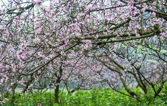 桃林桃花