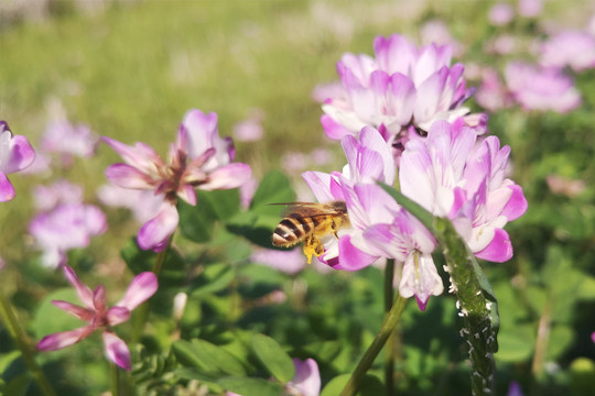 紫云英和蜜蜂