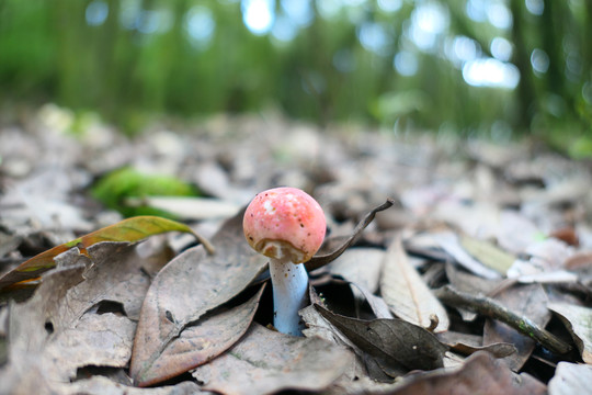 红巴巴菌