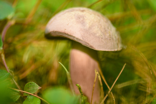 黄牛肝菌