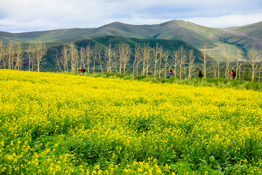 油菜花旅游