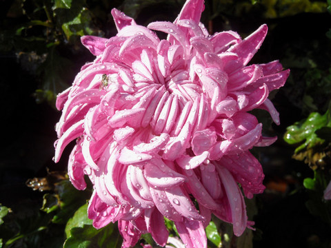 菊花