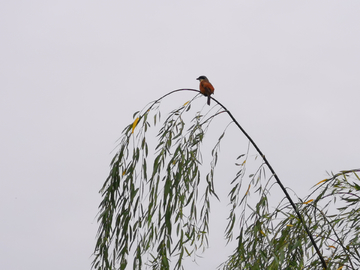 树枝上一只孤独的鸟