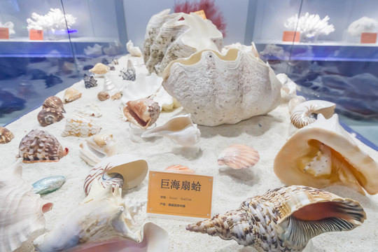 巨海扇蛤标本