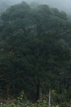 雾中的苦槠树