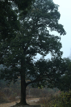 雾中的苦槠树