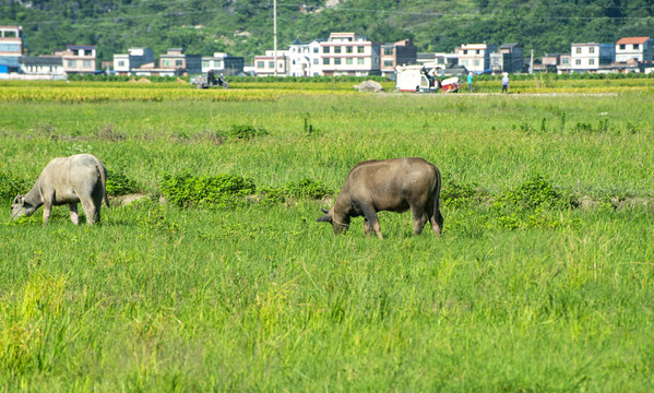 农村耕牛