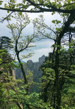 黄山春天