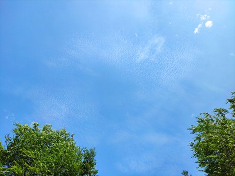 天空树叶