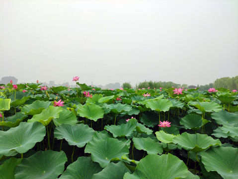 荷花