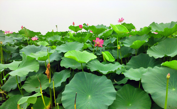 荷花