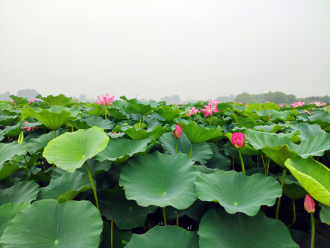 荷花