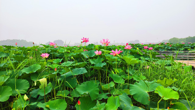 荷花
