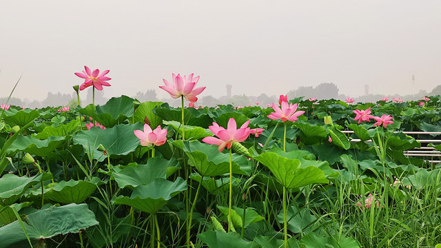 荷花