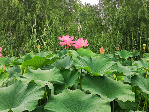 荷花