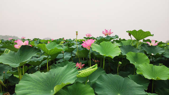 荷花
