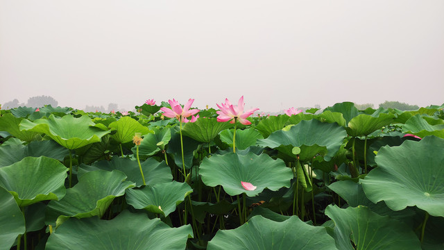 荷花