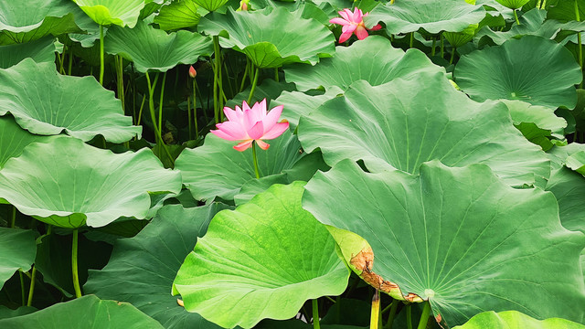 荷花
