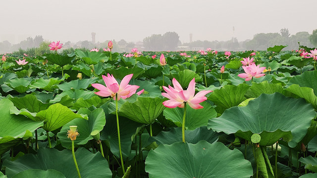 荷花