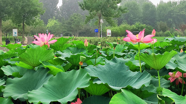 荷花