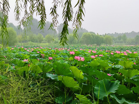 荷花