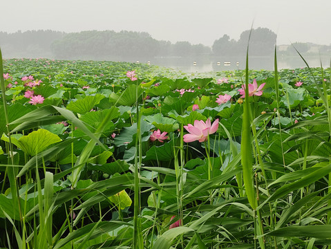 荷花