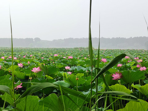 荷花