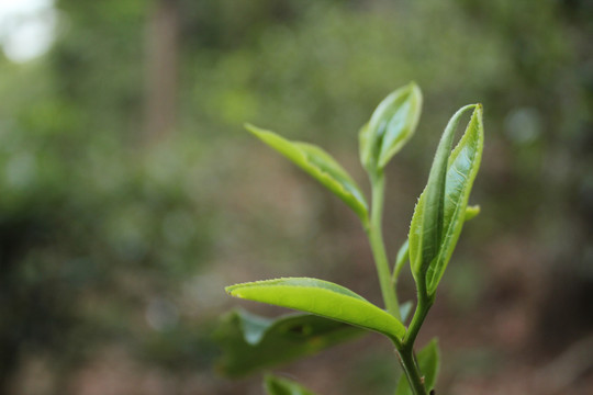 茶叶