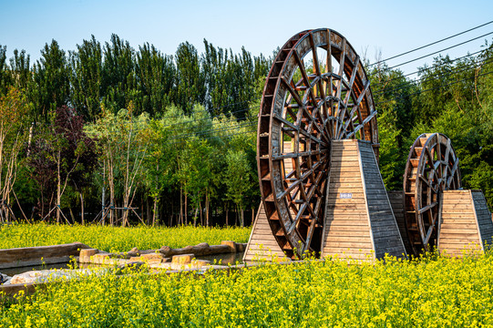 中国长春公园盛开的油菜花