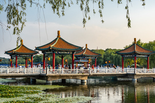 中国长春南湖公园的荷花与景观