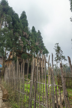 云南水富铜锣坝原始森林林场菜地