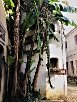 芭蕉树
