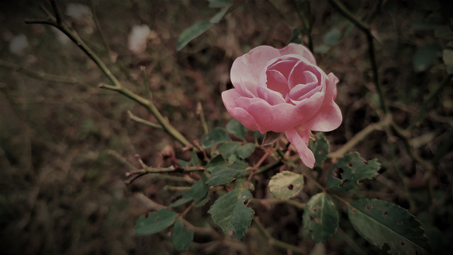 月季花