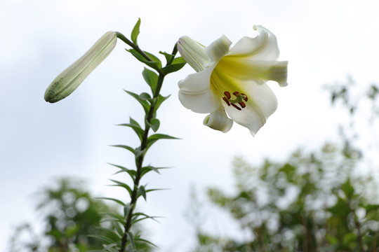 野百合