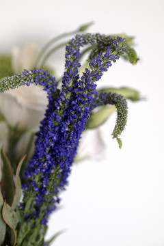 鼠尾草花