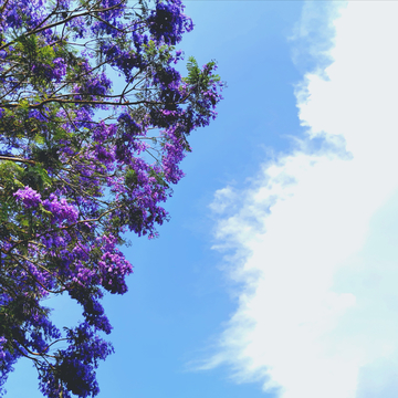 蓝花楹的天空