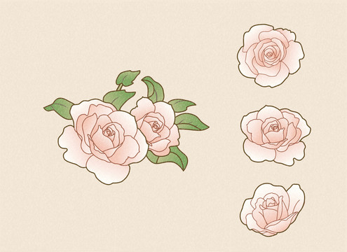优雅玫瑰花朵集合