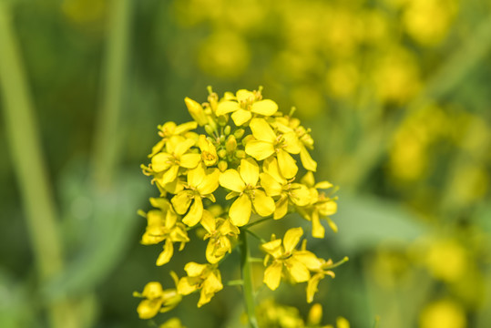 油菜花