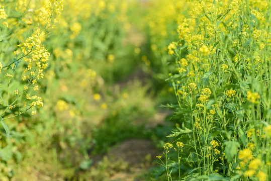 油菜花